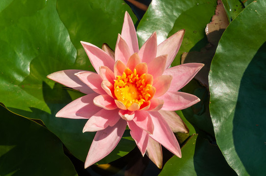 夏天盛開的蓮花