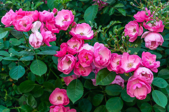 盛開的薔薇花