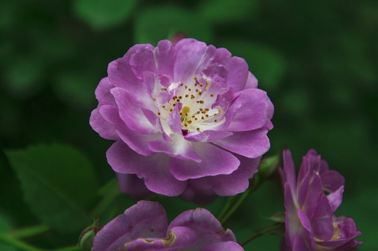 盛開的薔薇花
