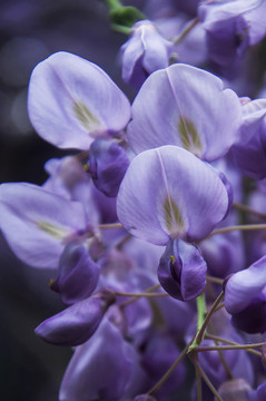 盛開(kāi)的紫藤花
