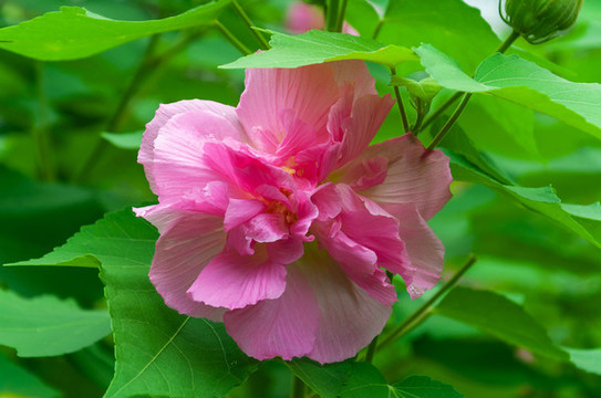 公園里盛開的嬌艷的芙蓉花