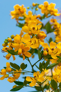 黃槐決明子花