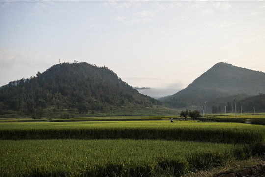 稻田