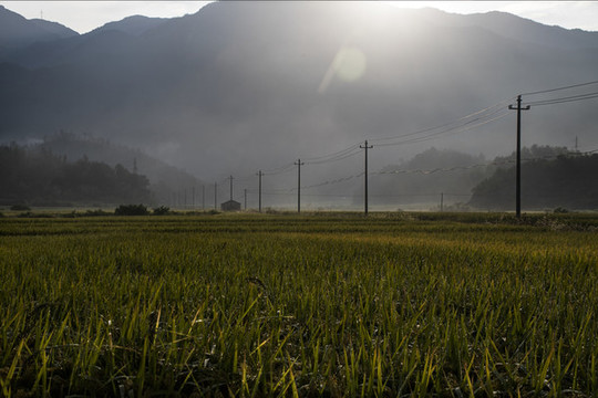 山間稻田