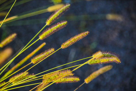 野草