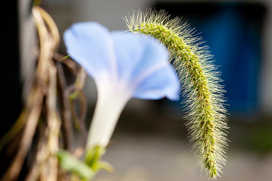 狗尾巴草