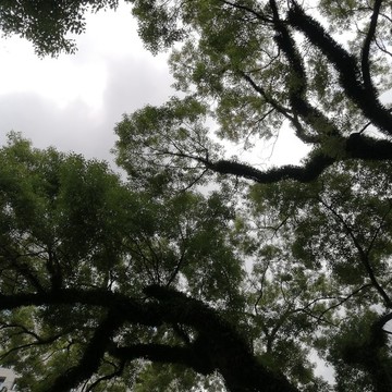 樹葉