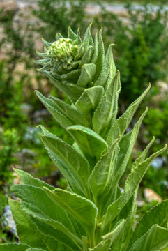 野生毛蕊花