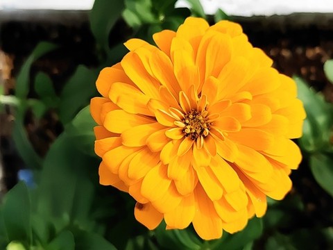 百日菊