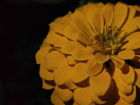 百日菊