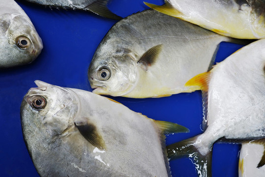 海昌魚