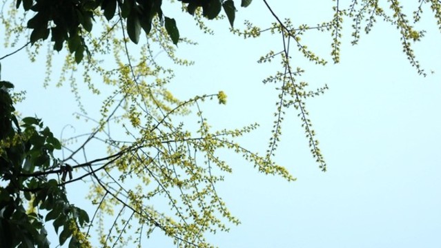 欒樹