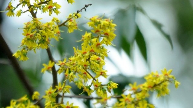 欒樹