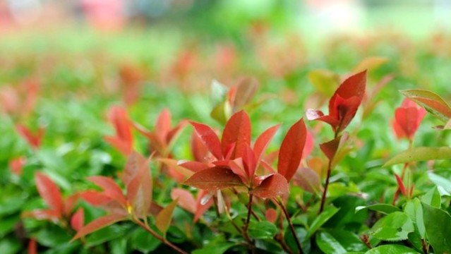 石楠