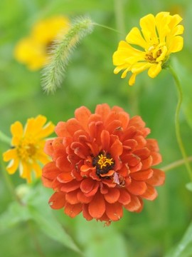 百日菊