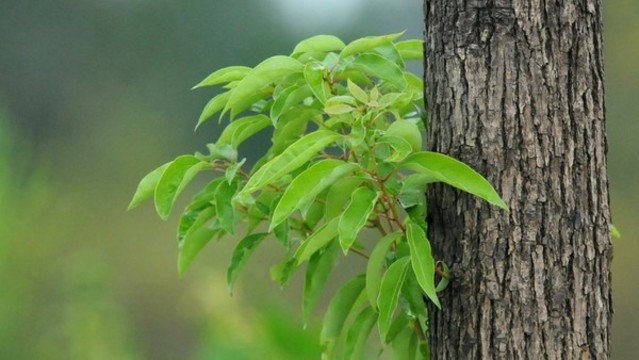 樟樹