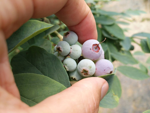 藍莓鮮果采摘