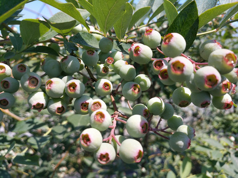 綠葉藍(lán)莓果
