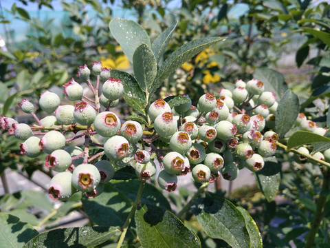 雨露藍莓果