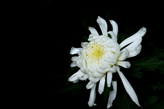 又聞菊花香