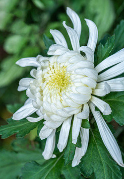 又聞菊花香