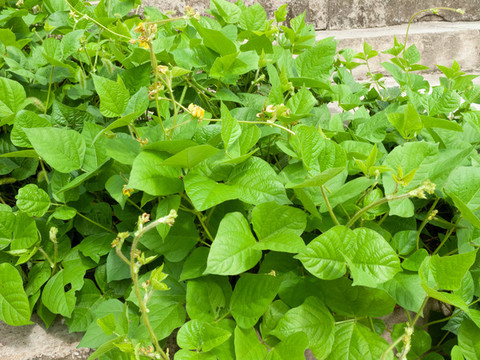 農(nóng)作物綠豆種植
