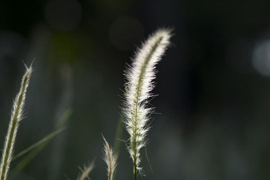 草