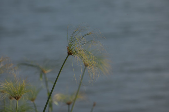 草