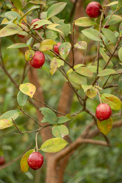 茶油樹