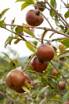 油茶子樹木