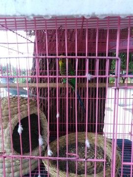 畫眉鳥