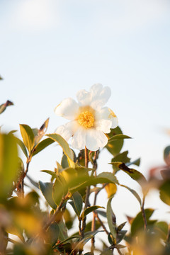 茶花樹(shù)