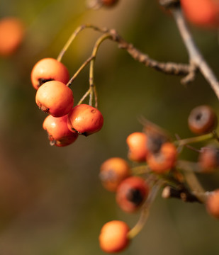 紅刺果