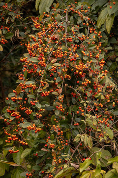 紅刺果