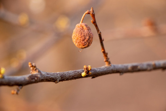 樹木樹枝干果
