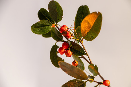 紅刺果