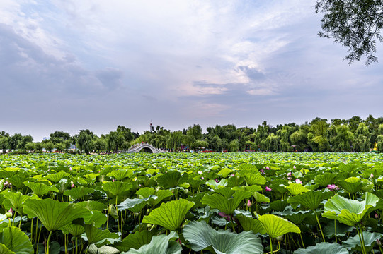 荷花盛開的中國長春南湖公園風(fēng)景