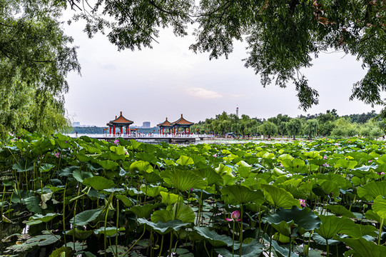 荷花盛開的中國長春南湖公園風(fēng)景