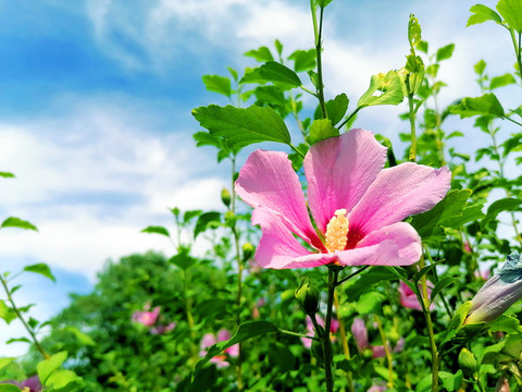 單瓣木槿花