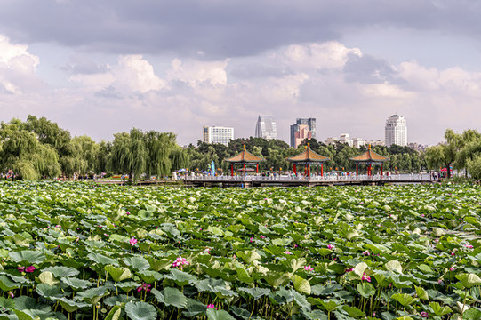 荷花盛開的中國長春南湖公園風(fēng)景