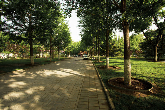 公園林蔭道