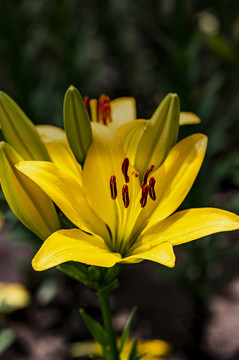 盛開的百合花