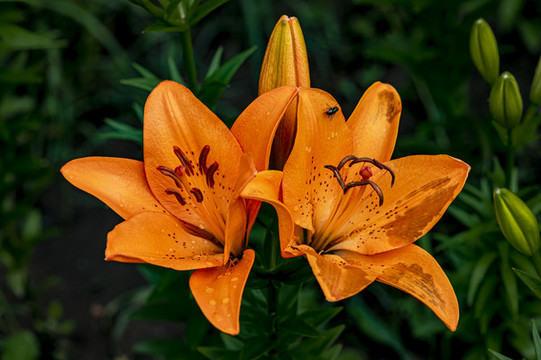 盛開(kāi)的百合花