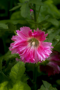 盛開(kāi)的蜀葵花