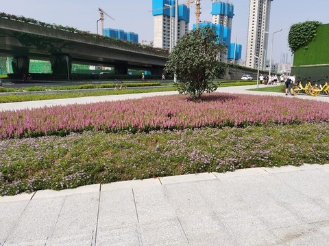 花卉