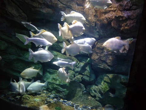 海洋世界