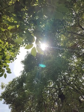 陽光下的樟樹