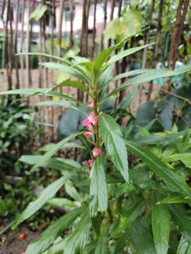 指甲花與綠葉