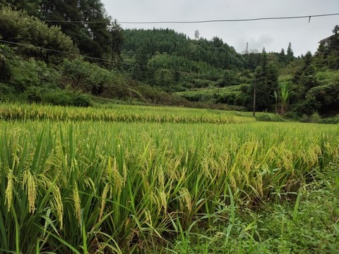 山村里的水稻