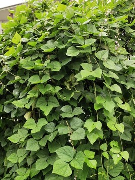綠葉背景墻